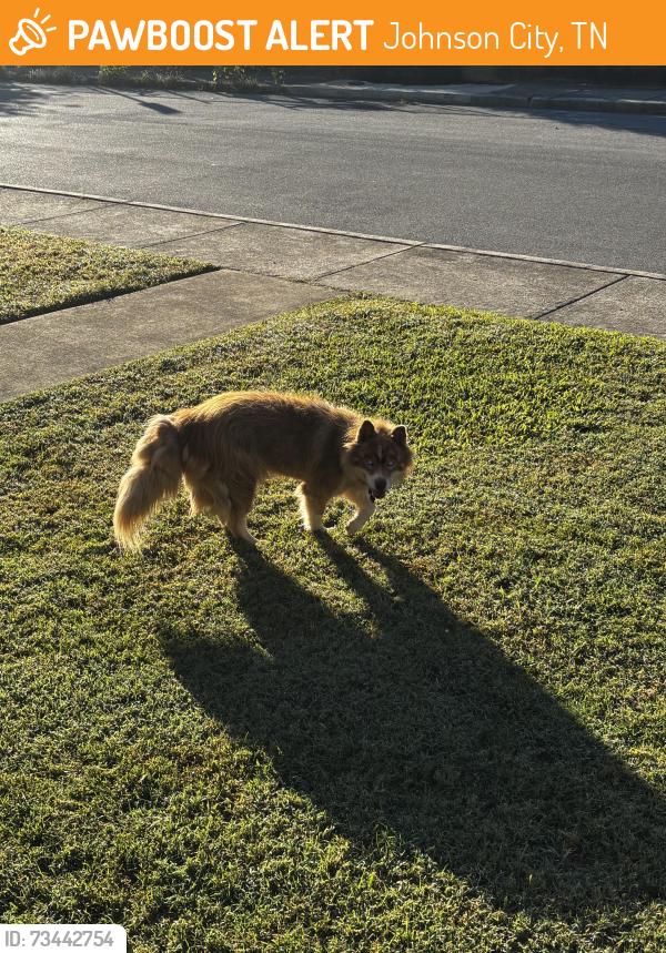 Found/Stray Female Dog last seen Front yard, Johnson City, TN 37604