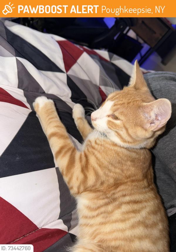 Found/Stray Male Cat last seen Mill street, Poughkeepsie, NY 12601