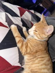 Found/Stray Male Cat last seen Mill street, Poughkeepsie, NY 12601