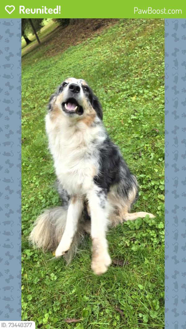 Reunited Female Dog last seen Carea Rd, Fawn Grove, PA 17321