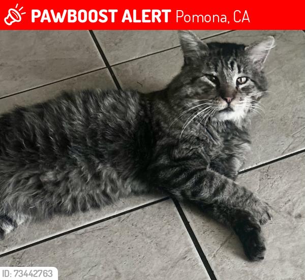 Lost Male Cat last seen Town Ave, Pomona, CA 91799