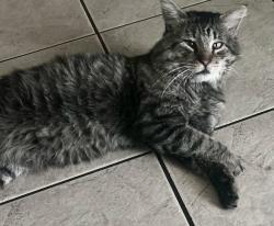 Lost Male Cat last seen Town Ave, Pomona, CA 91799