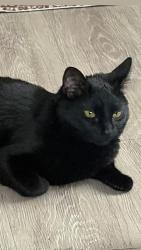 Reunited Female Cat last seen Near mission ridge rd, Atlanta, GA 30339