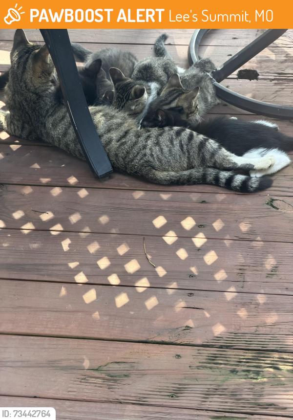 Found/Stray Female Cat last seen Lakewood area, Lee's Summit, MO 64064