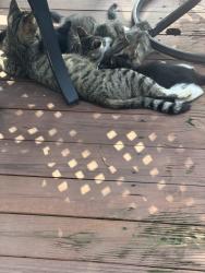 Found/Stray Female Cat last seen Lakewood area, Lee's Summit, MO 64064