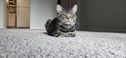 Lost Male Cat last seen Crossings apmts on Monrovia st, Lenexa, KS 66215