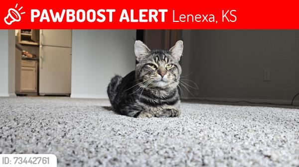 Lost Male Cat last seen Crossings apmts on Monrovia st, Lenexa, KS 66215