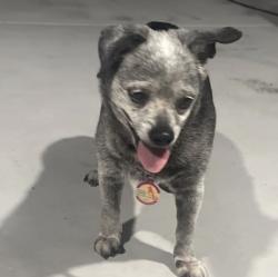 Found/Stray Female Dog last seen Johnson st and 76th terrace, Hollywood, FL 33024