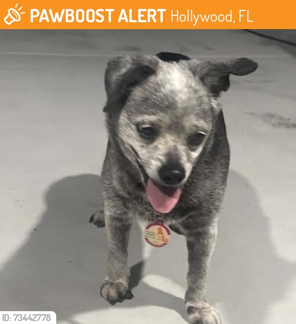 Found/Stray Female Dog last seen Johnson st and 76th terrace, Hollywood, FL 33024
