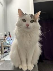 Lost Female Cat last seen 59th ave and thomas next to corner store jimmies, Phoenix, AZ 85033