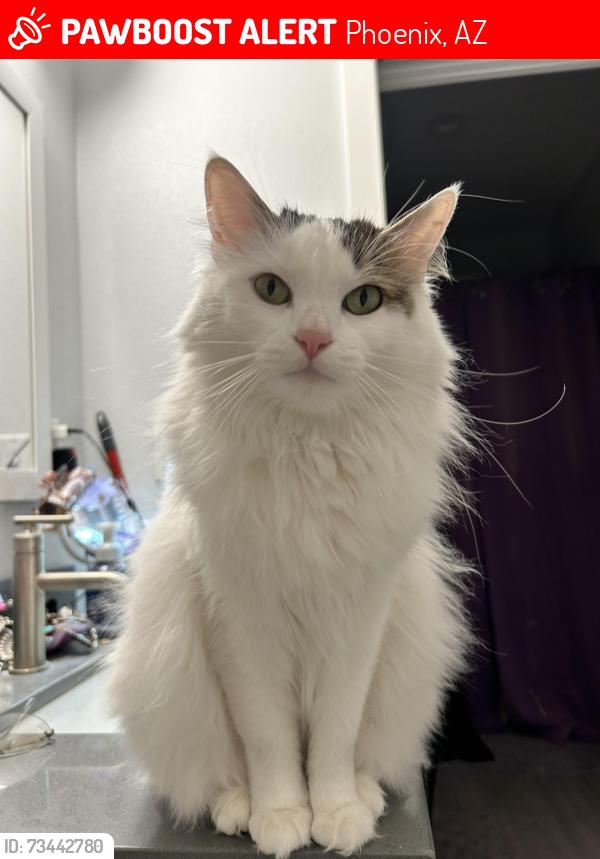 Lost Female Cat last seen 59th ave and thomas next to corner store jimmies, Phoenix, AZ 85033