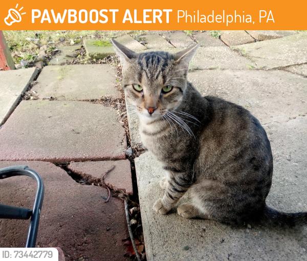 Found/Stray Male Cat last seen Roosevelt boulevard and comly road, Philadelphia, PA 19116