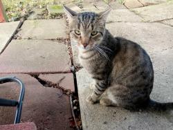 Found/Stray Male Cat last seen Roosevelt boulevard and comly road, Philadelphia, PA 19116