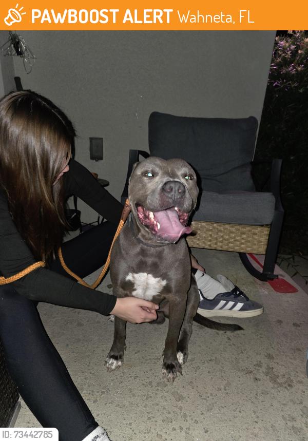 Found/Stray Male Dog last seen Bomber and liberty ridge community, Wahneta, FL 33839