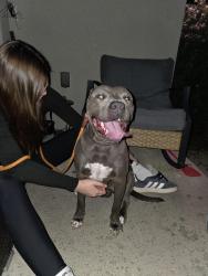 Found/Stray Male Dog last seen Bomber and liberty ridge community, Wahneta, FL 33839