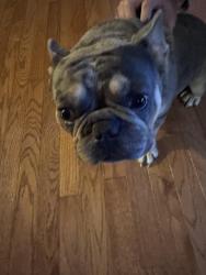 Reunited Male Dog last seen Nicewood Dr. and Eastwood Dr, Newport News, VA 23602