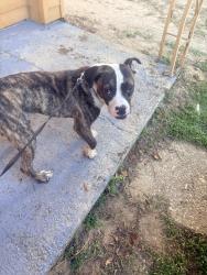 Found/Stray Male Dog last seen Garfield dr, Pensacola, FL 32505