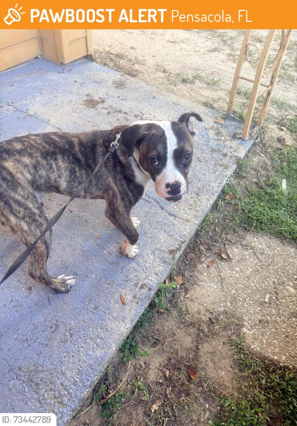 Found/Stray Male Dog last seen Garfield dr, Pensacola, FL 32505