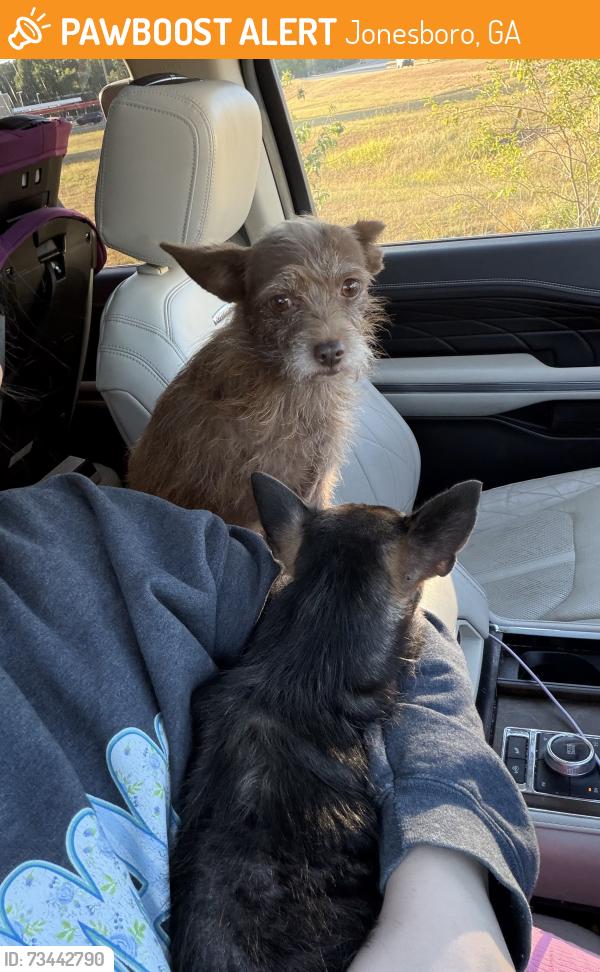 Found/Stray Female Dog last seen Jonesboro, Jonesboro, GA 30236