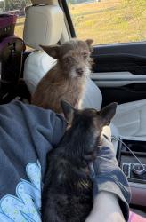 Found/Stray Female Dog last seen Jonesboro, Jonesboro, GA 30236