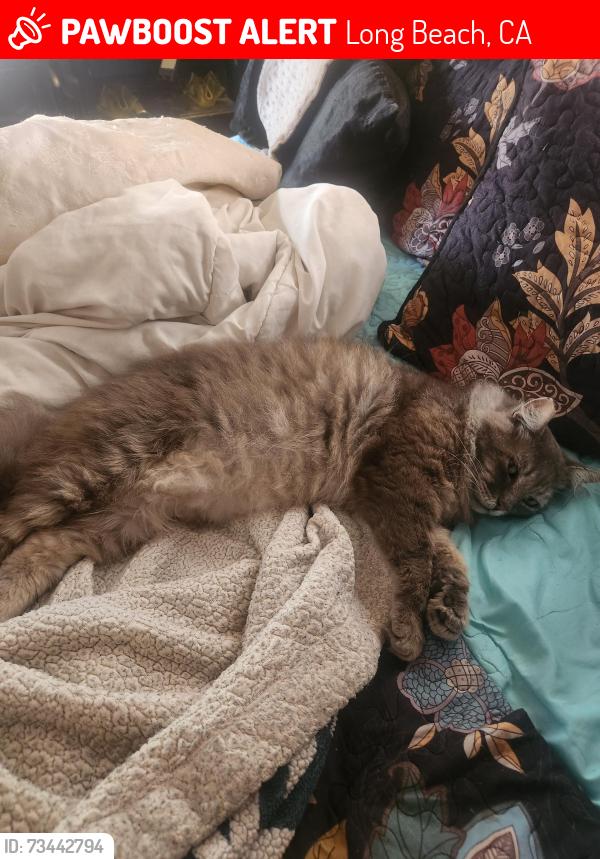 Lost Male Cat last seen Johnson Avenue and 64th are 3, Long Beach, CA 90805