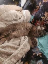 Lost Male Cat last seen Johnson Avenue and 64th are 3, Long Beach, CA 90805