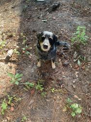 Lost Male Dog last seen College Park, Pineville, LA 71360