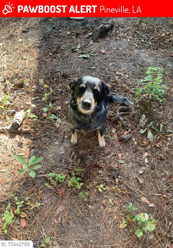 Lost Male Dog last seen College Park, Pineville, LA 71360