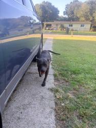 Found/Stray Female Dog last seen Garfield dr, Pensacola, FL 32505