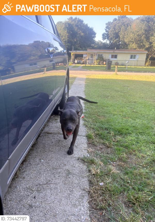 Found/Stray Female Dog last seen Garfield dr, Pensacola, FL 32505