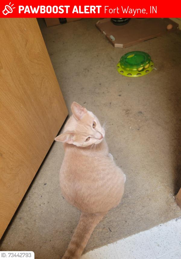 Lost Male Cat last seen Near W Washington Center Rd Lot 101, Fort Wayne, IN 46818