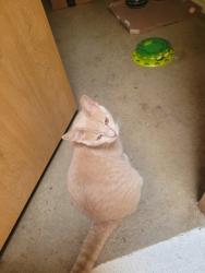 Lost Male Cat last seen Near W Washington Center Rd Lot 101, Fort Wayne, IN 46818
