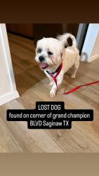Found/Stray Unknown Dog last seen Grand Champion and Grand National, Fort Worth, TX 76179
