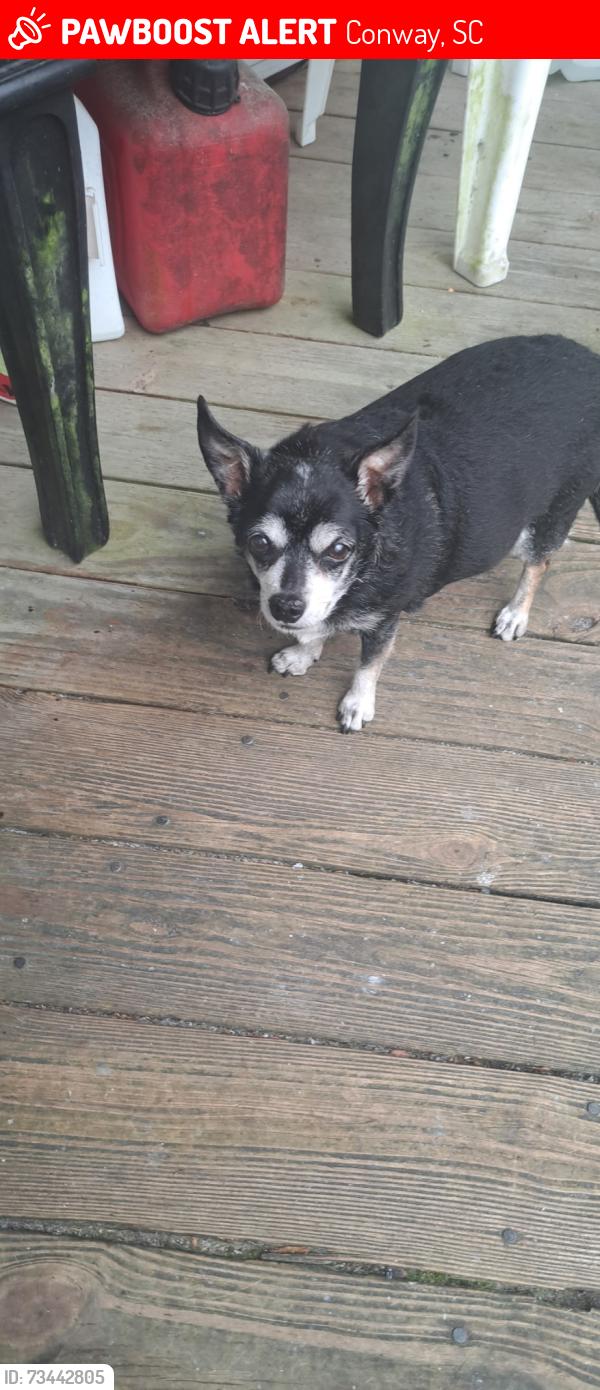 Lost Female Dog last seen Near Rusty Rd, Conway, SC 29526