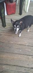 Lost Female Dog last seen Near Rusty Rd, Conway, SC 29526