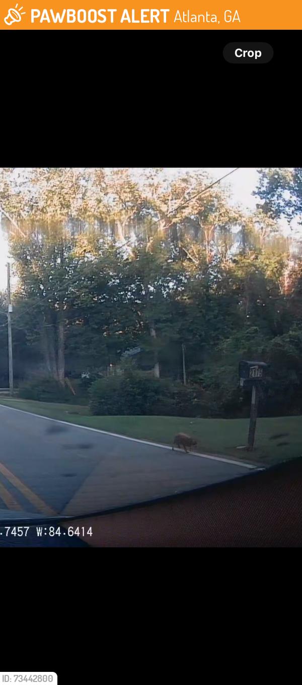 Found/Stray Unknown Dog last seen Vernon rd, Atlanta, GA 30318