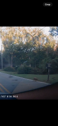 Found/Stray Unknown Dog last seen Vernon rd, Atlanta, GA 30318