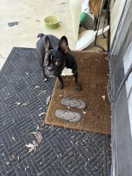 Found/Stray Male Dog last seen Ardmore and engle, Fort Wayne, IN 46804