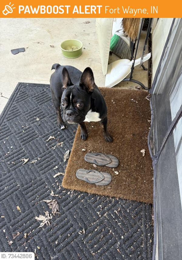 Found/Stray Male Dog last seen Ardmore and engle, Fort Wayne, IN 46804