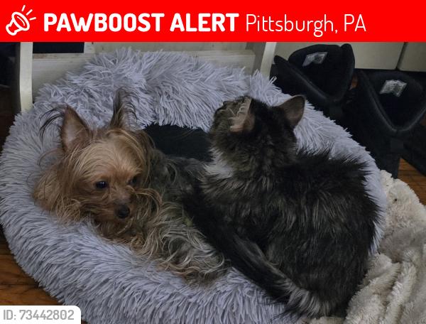 Lost Female Dog last seen Broadcrest Drive near Verona Rd. And Lincoln Avenue, Pittsburgh, PA 15235