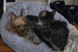 Lost Female Dog last seen Broadcrest Drive near Verona Rd. And Lincoln Avenue, Pittsburgh, PA 15235