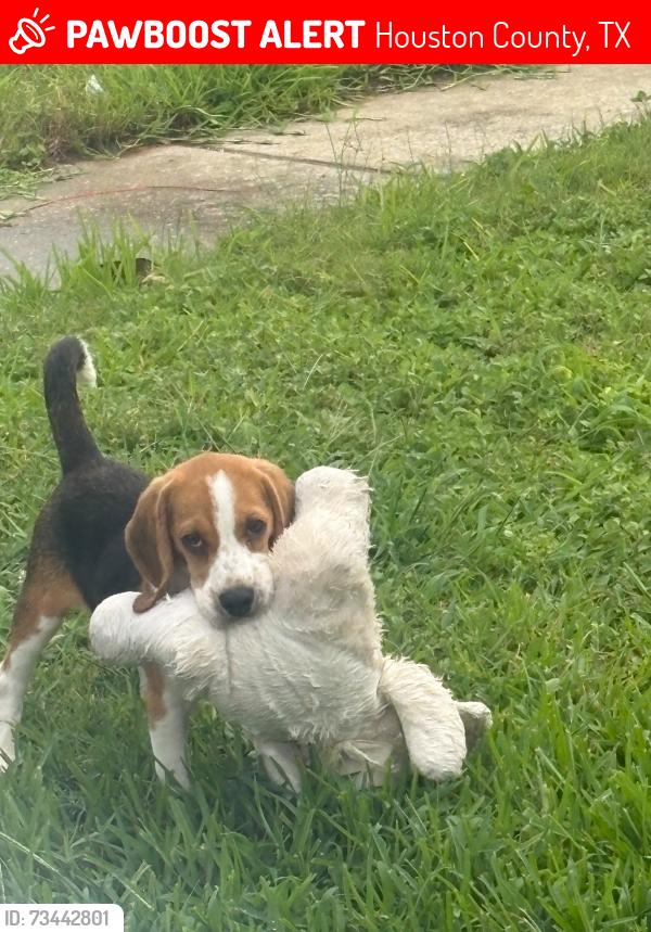 Lost Male Dog last seen N/A, Houston County, TX 75835