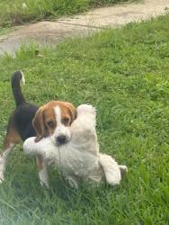 Lost Male Dog last seen N/A, Houston County, TX 75835