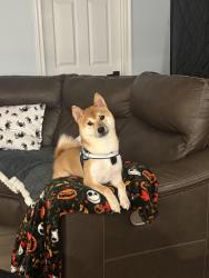 Reunited Male Dog last seen Stevenson court, springwoods, Woodbridge, VA 22192