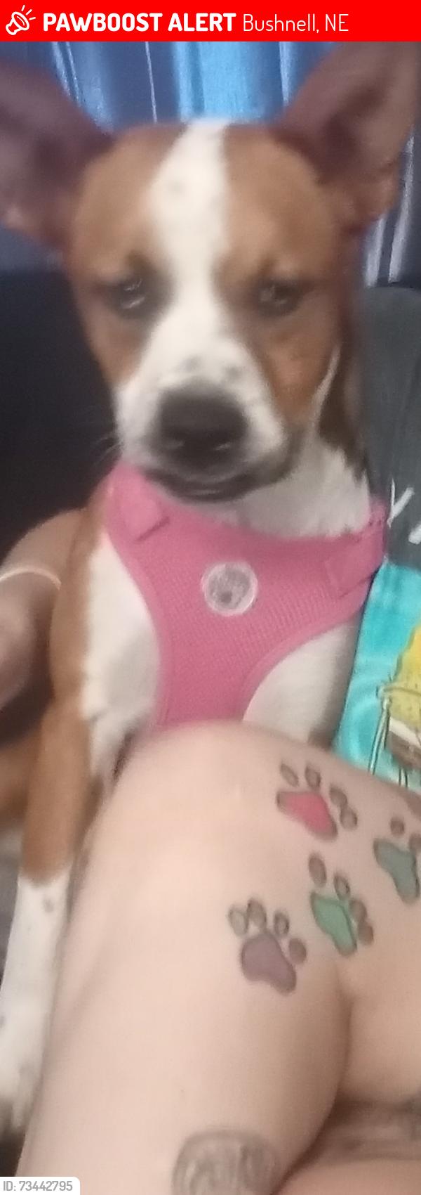 Lost Female Dog last seen Chestnut st, Bushnell, NE 69128