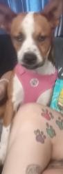 Lost Female Dog last seen Chestnut st, Bushnell, NE 69128