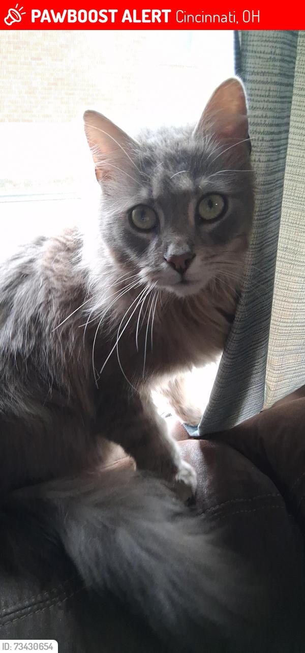 Lost Female Cat last seen Galbraith, Deer Park Ohio, Cincinnati, OH 45236