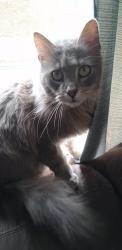 Lost Female Cat last seen Galbraith, Deer Park Ohio, Cincinnati, OH 45236