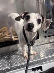 Shelter Stray Male Dog last seen INGALLS X PALOU, 1419 Bryant St, San Francisco, CA 94103, USA