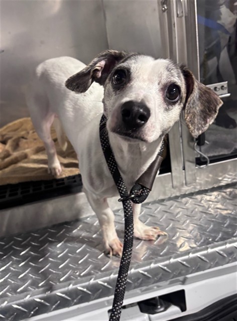 Shelter Stray Male Dog last seen INGALLS X PALOU, 1419 Bryant St, San Francisco, CA 94103, USA
